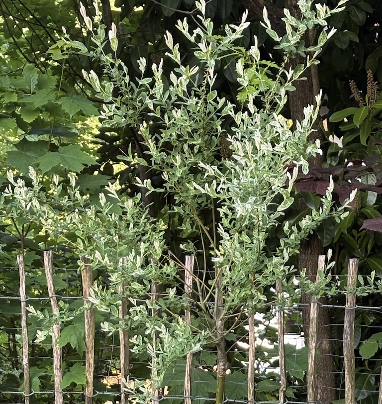 A profile picture showing a blooming bush.